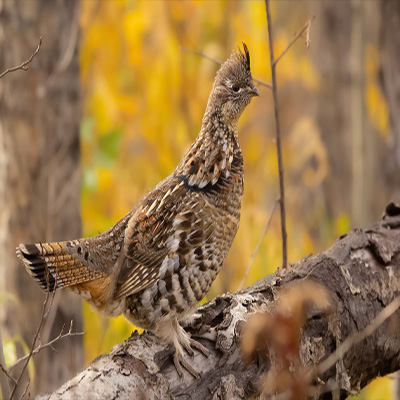 Grouse Hunting